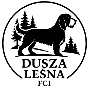 Grand Basset Griffon Vendeen Dusza Leśna FCI